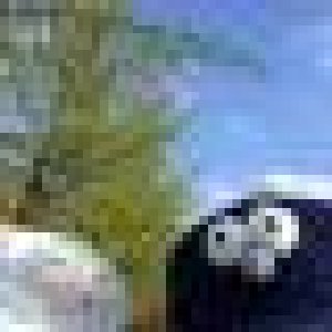 avatars