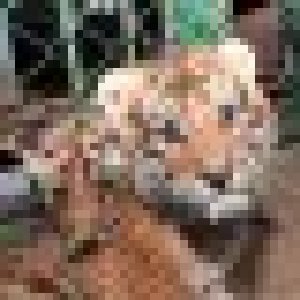 avatars