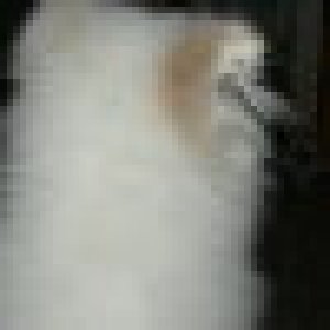 avatars