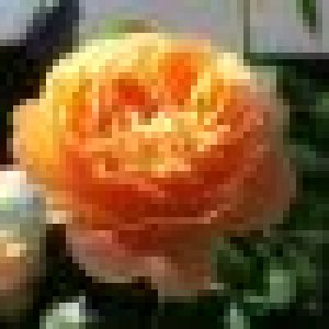 avatars