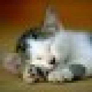 avatars