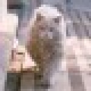 avatars
