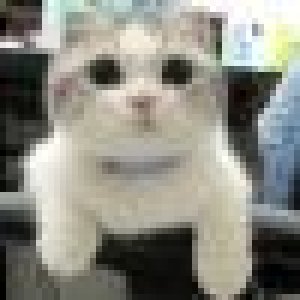 avatars