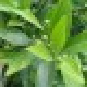 avatars