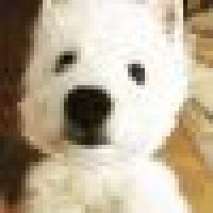 avatars