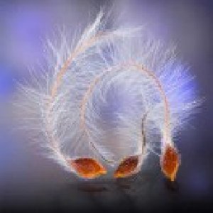 avatars