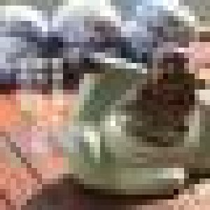 avatars
