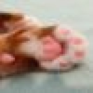 avatars