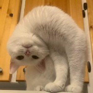 毛容易