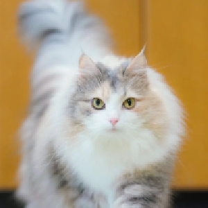 Raging Cat