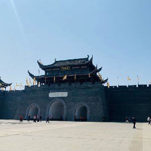 杉树