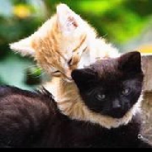 avatars