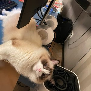 螳螂臊子面