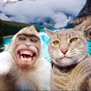 avatars