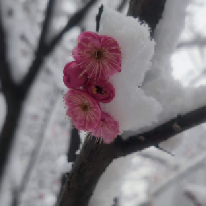 闲见花开
